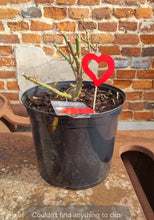 Load image into Gallery viewer, Precious Love - floribunda poppy red rose bush 7.5L (bare root if posting)