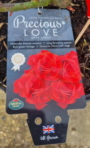 Precious Love - floribunda poppy red rose bush 7.5L (bare root if posting)