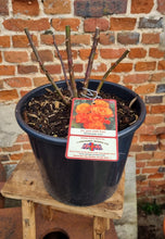 Load image into Gallery viewer, For you with Love - orange floribunda rose bush 7.5L (bare root if posting)