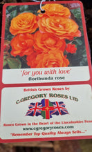 Load image into Gallery viewer, For you with Love - orange floribunda rose bush 7.5L (bare root if posting)