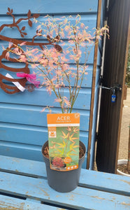 Japanese Acer Tree - CLICK AND COLLECT ONLY*