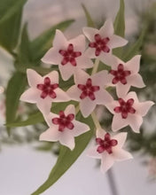Load image into Gallery viewer, Hoya Bella on a trellis indoor plant *Not currently in flower*