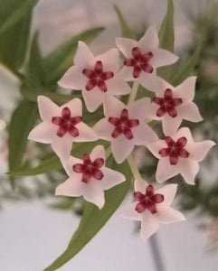 Hoya Bella on a trellis indoor plant *Not currently in flower*