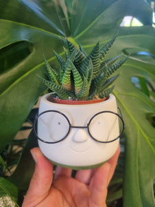 Mini Nerd with glasses indoor plant pot and easy care haworthia - ideal gift for student/teacher/friend 6cm green