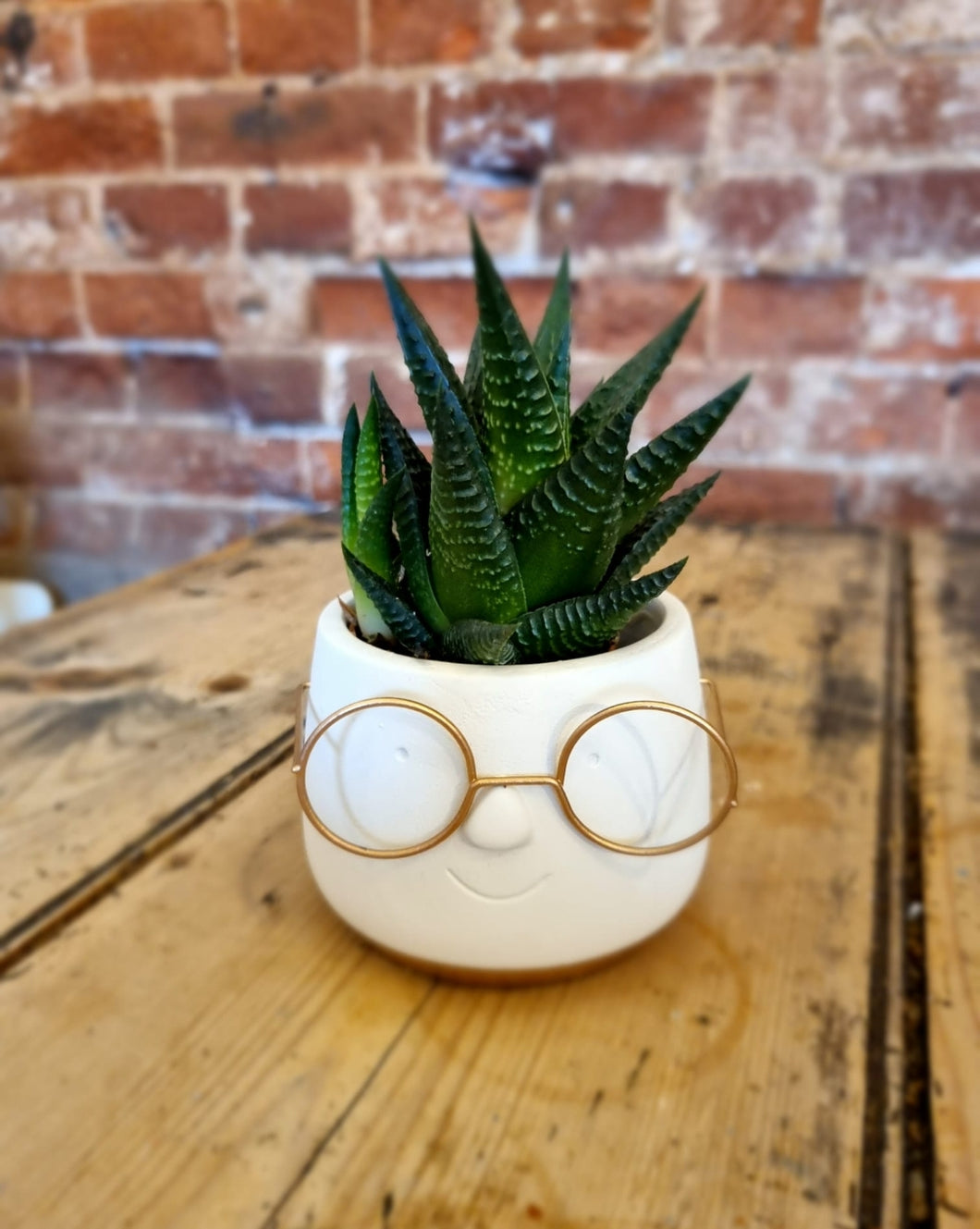 Mini Nerd with glasses indoor plant pot and easy care haworthia - ideal gift for student/teacher/friend 6cm Gold
