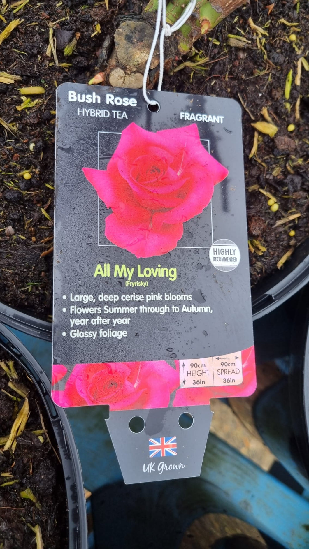 All my Loving Fryrisky cerise pink rose bush 7.5L (bare root if posting)