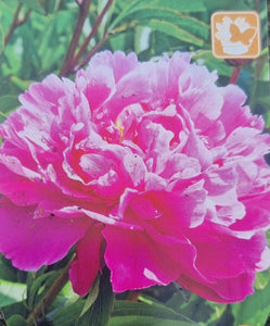 Herbacious Peony - Perennial outdoor plant *CLICK AND COLLECT ONLY