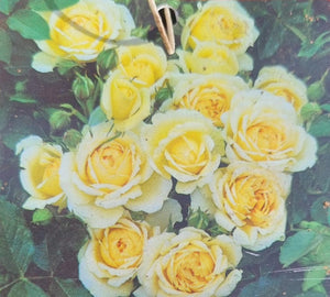 Happy Birthday yellow patio rose  bush 7.5L (bare root if posting) - Birthday gift