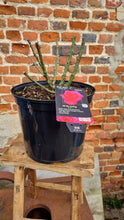 Load image into Gallery viewer, All my Loving Fryrisky cerise pink rose bush 7.5L (bare root if posting)