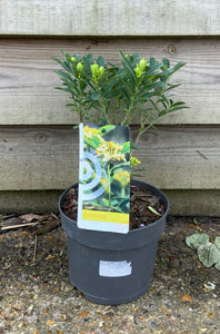 Daphne highly fragrant shrub - *CLICK AND COLLECT ONLY*