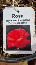 Load image into Gallery viewer, Braveheart Cocjabby Floribunda Salmon Pink rose 7.5L (bare root if posting)