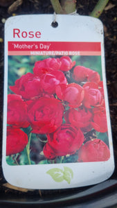 Mothers Day Rosa miniature rose bush 7.5L - Mothers Day gift