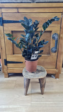 Load image into Gallery viewer, ZZ Zamioculcas black Raven indoor plant 14cm