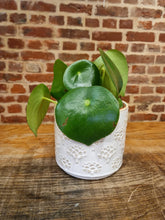 Load image into Gallery viewer, Peperomia Polybotrya &#39;Raindrop&#39; Indoor Plant 12cm
