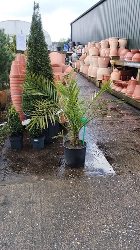 Phoenix Canary Palm *CLICK AND COLLECT ONLY*