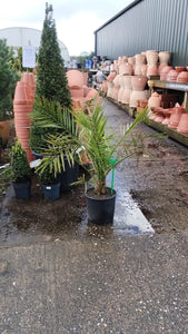 Phoenix Canary Palm *CLICK AND COLLECT ONLY*