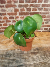Load image into Gallery viewer, Peperomia Polybotrya &#39;Raindrop&#39; Indoor Plant 12cm