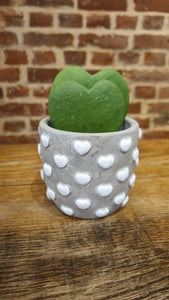 Mother's Day grey & white Love baby heart planter/plant pot and hoya kerrii heart living leaf