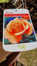 Load image into Gallery viewer, Special Ocassion Fryyoung apricot orange hybrid tea rose  bush 7.5L (bare root if posting) - Birthday gift