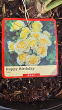 Load image into Gallery viewer, Happy Birthday yellow patio rose  bush 7.5L (bare root if posting) - Birthday gift