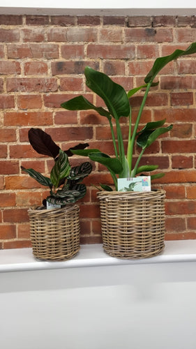 Rattan basket planter/plant pot indoor or outdoor