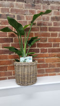 Load image into Gallery viewer, Rattan basket planter/plant pot indoor or outdoor