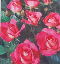 Load image into Gallery viewer, Cliff Richard rose  bush 7.5L (bare root if posted) - Birthday gift