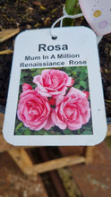 Load image into Gallery viewer, Mum in a Million Rosa hybrid tea rose bush 7.5L - Mothers Day gift (sent bare root if posted)