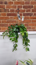 Load image into Gallery viewer, Aeschynanthus Mona Lisa Lipstick Hanging trailing Indoor Plant 15cm