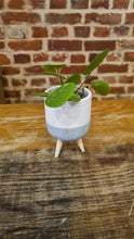 Load image into Gallery viewer, Mini/Baby tripod planter/pot with Pilea Peperomioides indoor plant 6cm