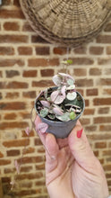 Load image into Gallery viewer, Baby/Mini Ceropegia woodii -  Variegated/Variegata pink string of hearts 6cm Trailing Indoor Plant