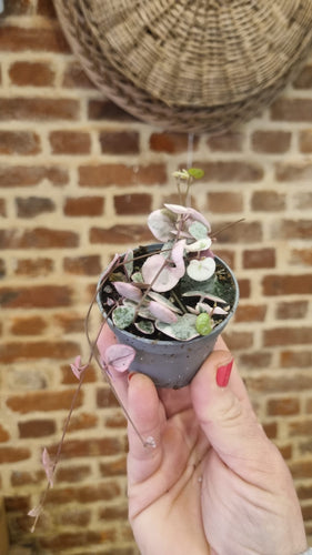Baby/Mini Ceropegia woodii -  Variegated/Variegata pink string of hearts 6cm Trailing Indoor Plant
