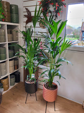 Load image into Gallery viewer, Large Kentia/Howea Forstina Palm Indoor Plant *COLLECTION ONLY*