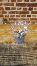 Load image into Gallery viewer, Baby/Mini Ceropegia woodii -  Variegated/Variegata pink string of hearts 6cm Trailing Indoor Plant