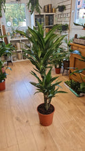 Load image into Gallery viewer, Large Draceana Fragrans indoor plant - CLICK AND COLLECT ONLY