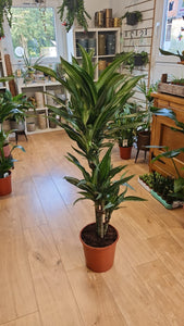 Large Draceana Fragrans indoor plant - CLICK AND COLLECT ONLY