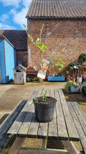 Load image into Gallery viewer, Dwarf Cherry Tree *CLICK AND COLLECT ONLY*