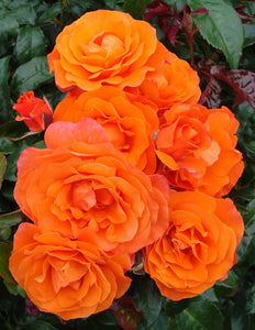 For you with Love - orange floribunda rose bush 7.5L (bare root if posting)