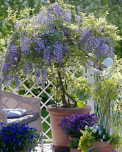 Load image into Gallery viewer, Dwarf Patio Wisteria &#39;Amethyst Falls on trellis *COLLECTION ONLY*