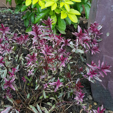 Load image into Gallery viewer, Hebe Wild Romance shrub *CLICK AND COLLECT ONLY*