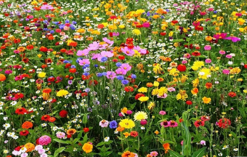 200g Bee Friendly Seeds - covers 100 sq metres