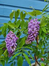 Load image into Gallery viewer, Dwarf Patio Wisteria &#39;Amethyst Falls on trellis *COLLECTION ONLY*