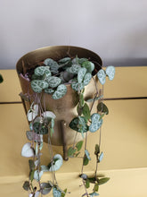 Load image into Gallery viewer, Ceropegia Woodii Super - String of hearts indoor plant 12cm