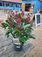 Load image into Gallery viewer, Skimmia shrub *CLICK AND COLLECT ONLY*