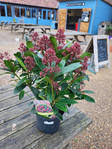 Skimmia shrub *CLICK AND COLLECT ONLY*