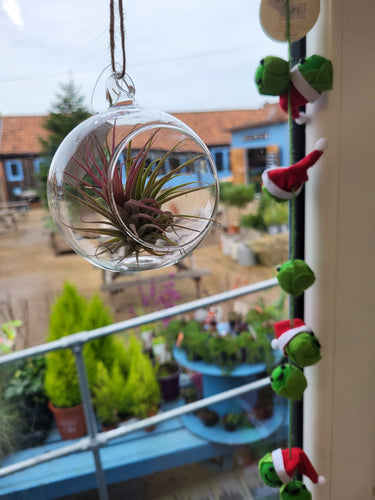 Tillandsia Airplant in glass bauble hanging terrarium indoor plant