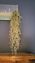 Load image into Gallery viewer, Tillandsia Usneoides Spanish Moss Air indoor Plant