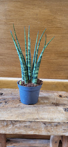 Baby/Mini Sansevieria 'Fernwood' Mikado easy care indoor plant 6cm