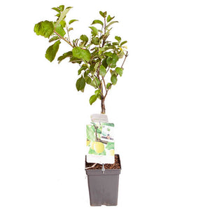 Dwarf PlumTree *CLICK AND COLLECT ONLY*