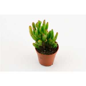 Baby Crassula Horn indoor plant 5cm